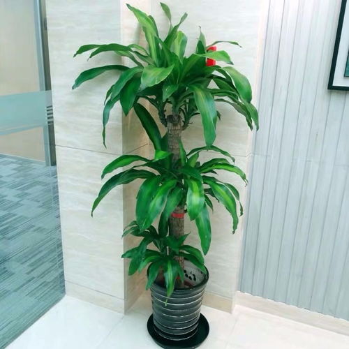 圖 別墅庭院花園設計施工園林園藝設計綠化工程養(yǎng)護 上海鮮花綠植