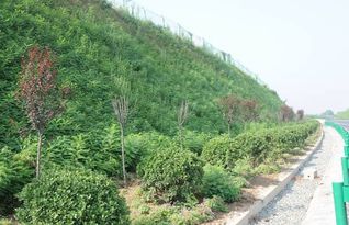 小區綠化綠化報價 廠家