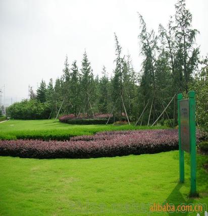 承攬綠化工程、園林施工、園林綠化工程養護