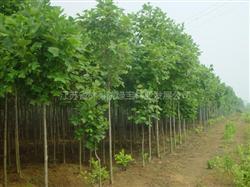 江蘇省林科院綠寶林業(yè)發(fā)展公司