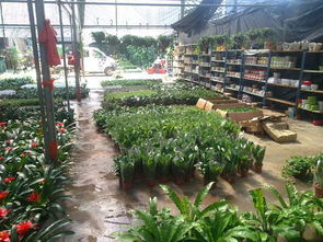 一站式園林綠化與體育設施服務 苗圃開業花籃、養護與工程施工